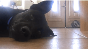 Screen Shot of "Releasing Your Inner Puppy" by Anthony Victor Reyes